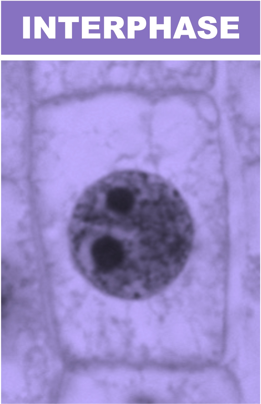 Mitosis Biology Diagrams